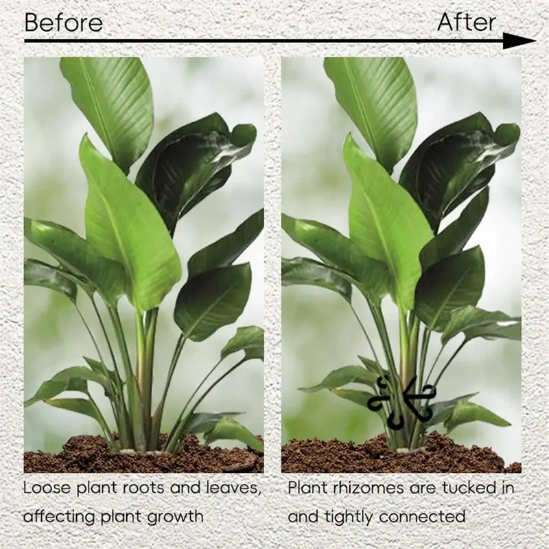 Stem Support Alocasia Monstera - Variegated Monstera Node review and price