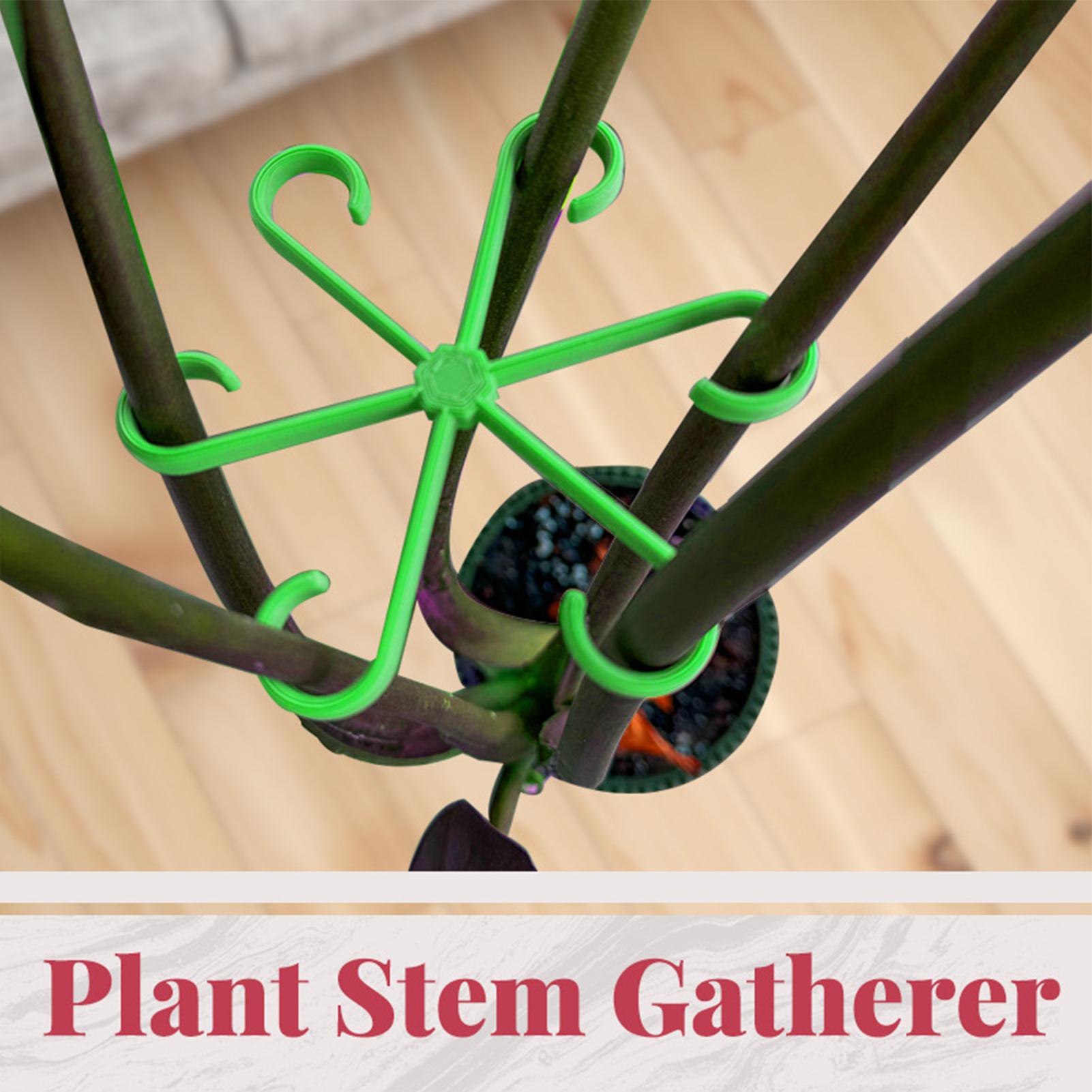 4Pcs Plants Stem Support Clips - Variegated Monstera Node review and price