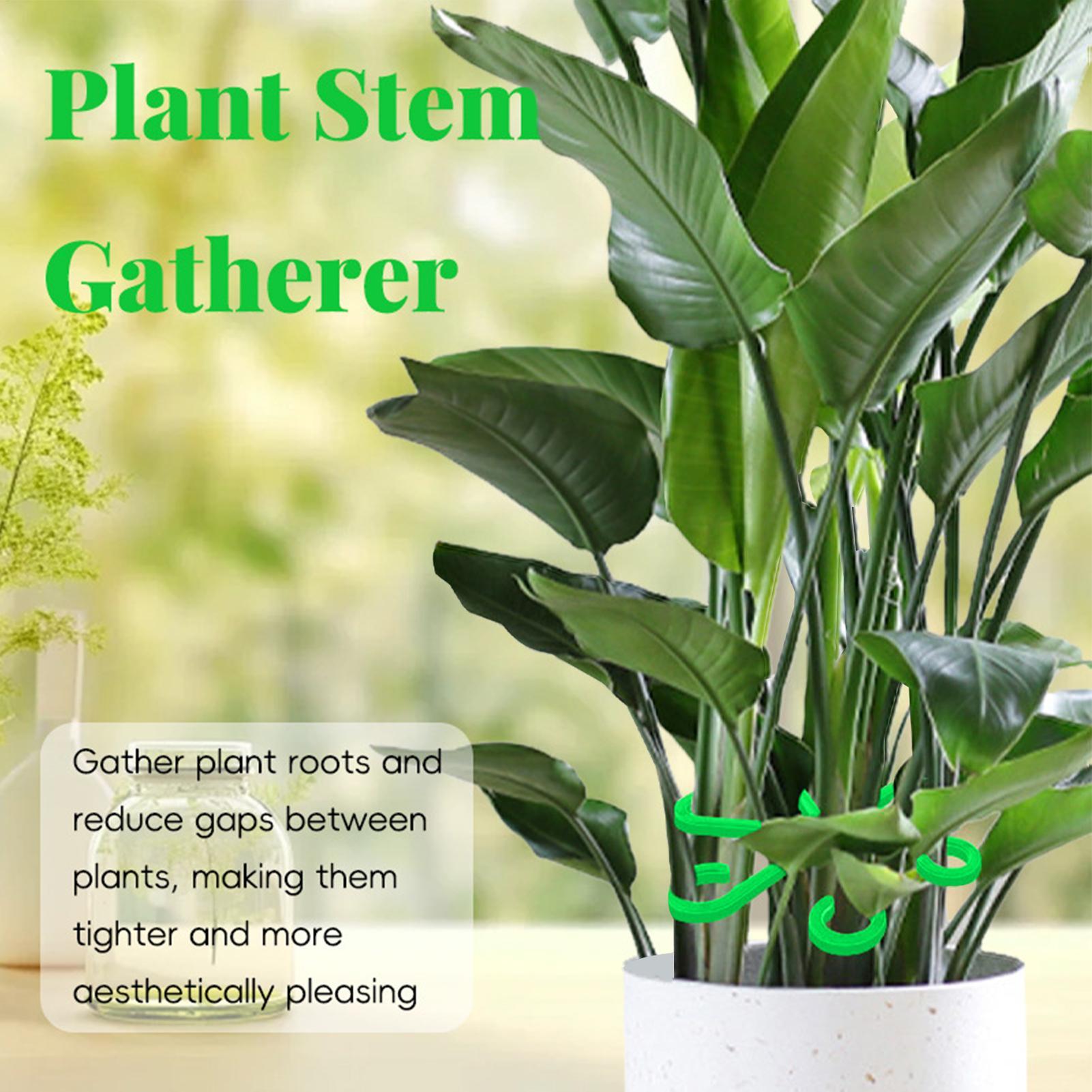4Pcs Plants Stem Support Clips - Variegated Monstera Node review and price